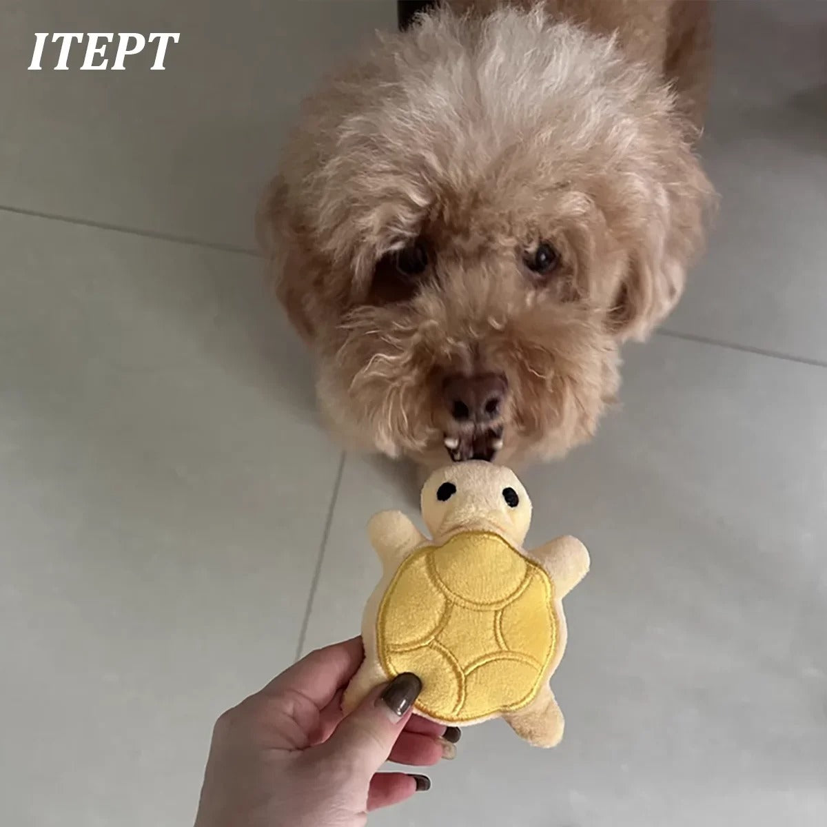 Mini Turtle Plush